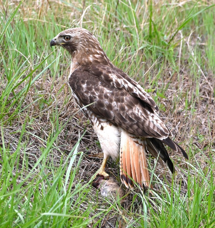 Red-tailed Hawk - ML561489841