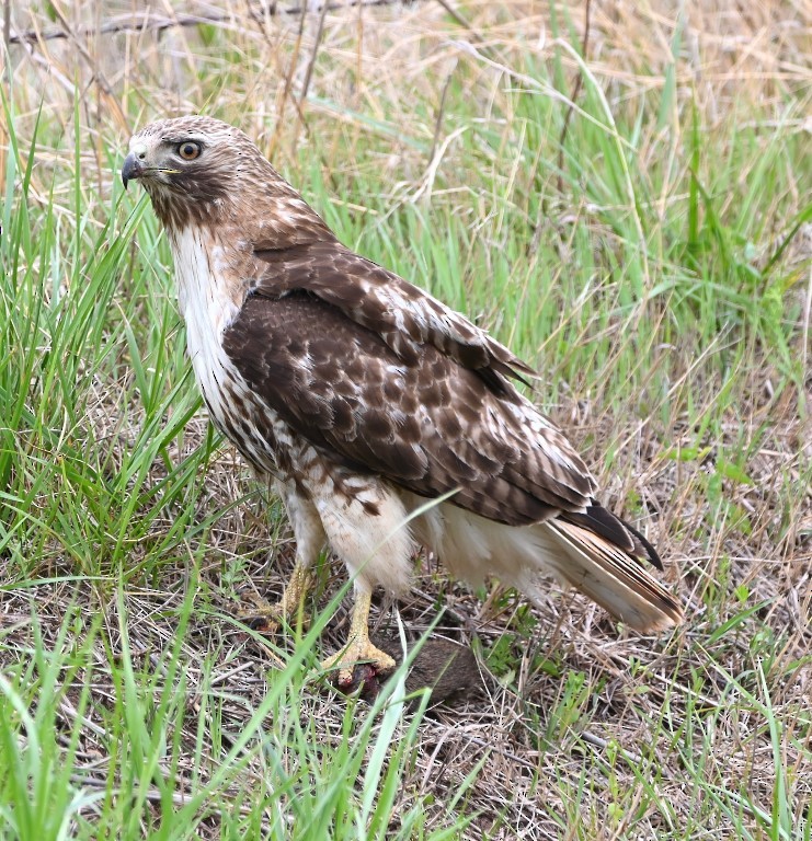 Red-tailed Hawk - ML561489851