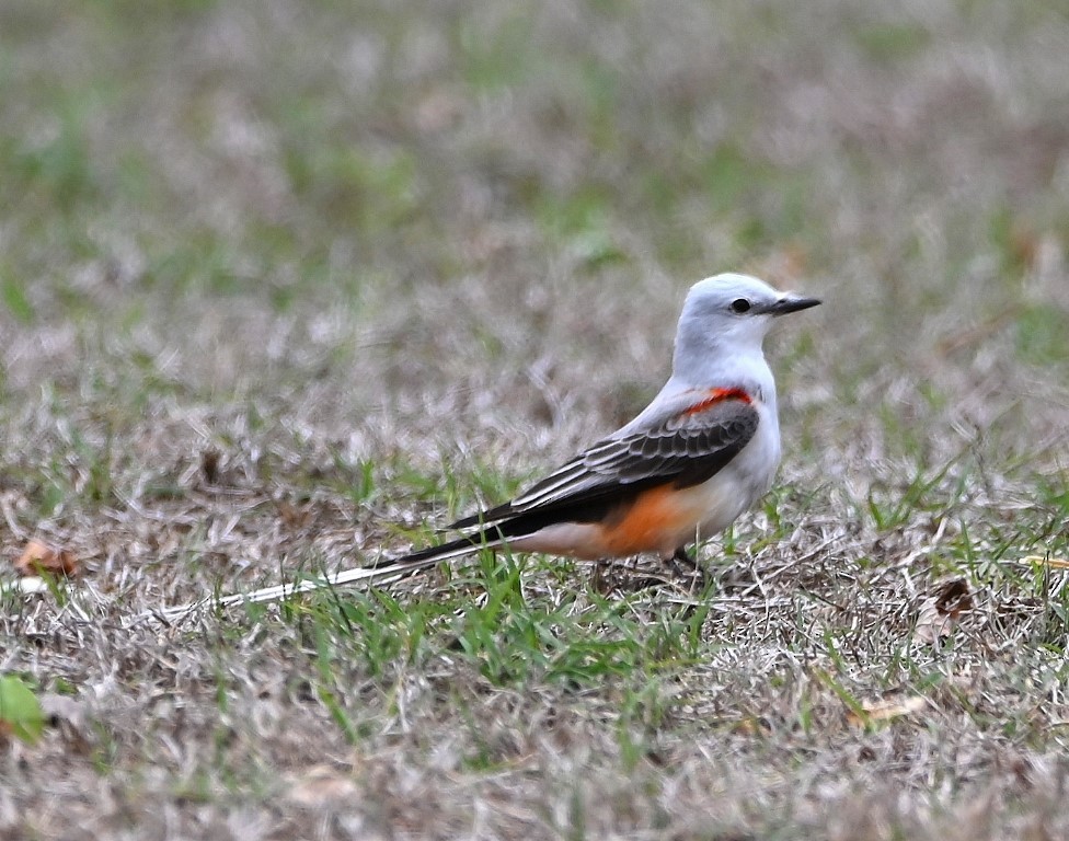 Scissor-tailed Flycatcher - ML561489951