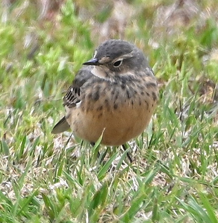 American Pipit - ML561490111