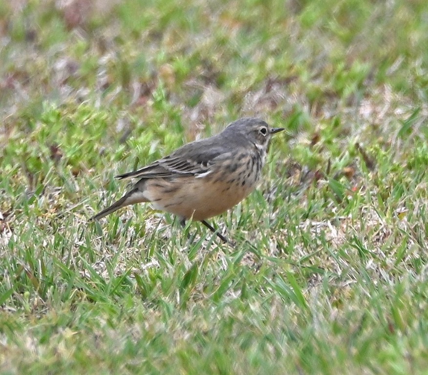 American Pipit - ML561490121