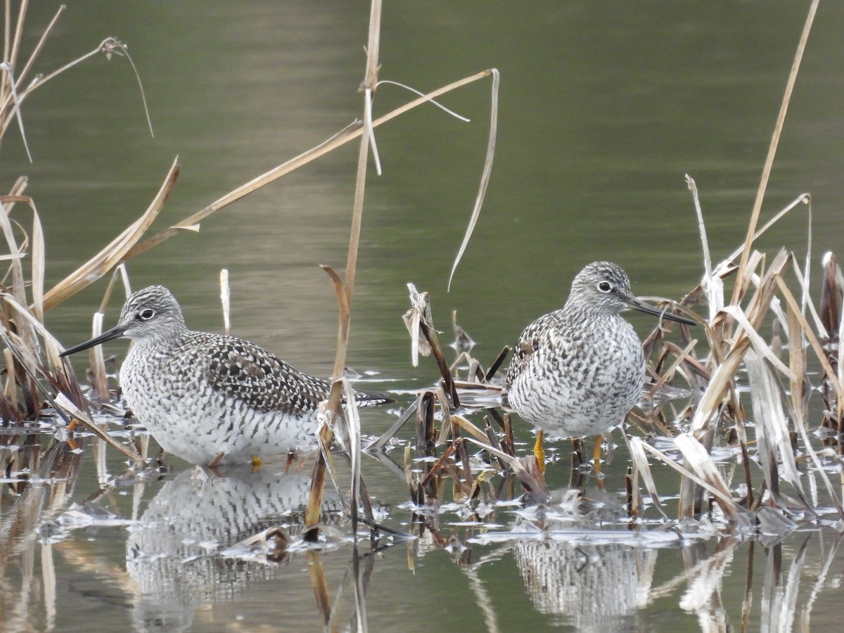 Greater Yellowlegs - ML561491001