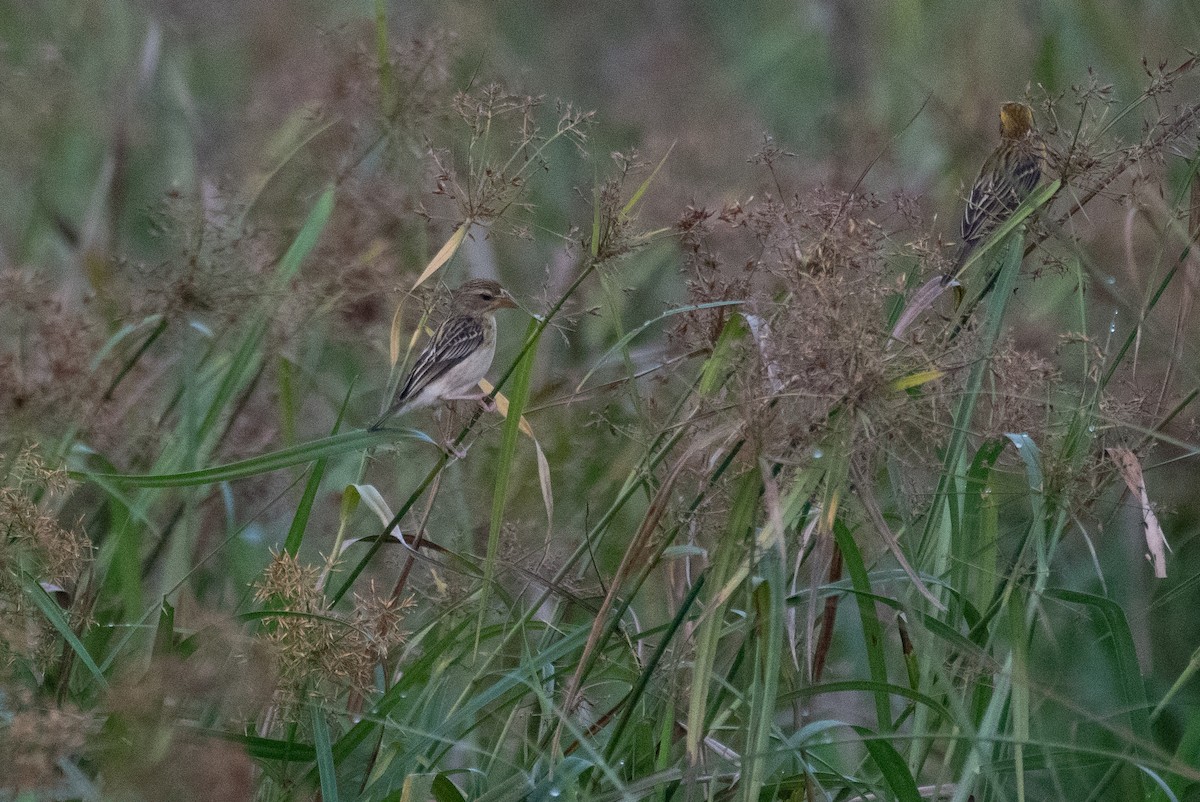 Baya Weaver - H Nambiar