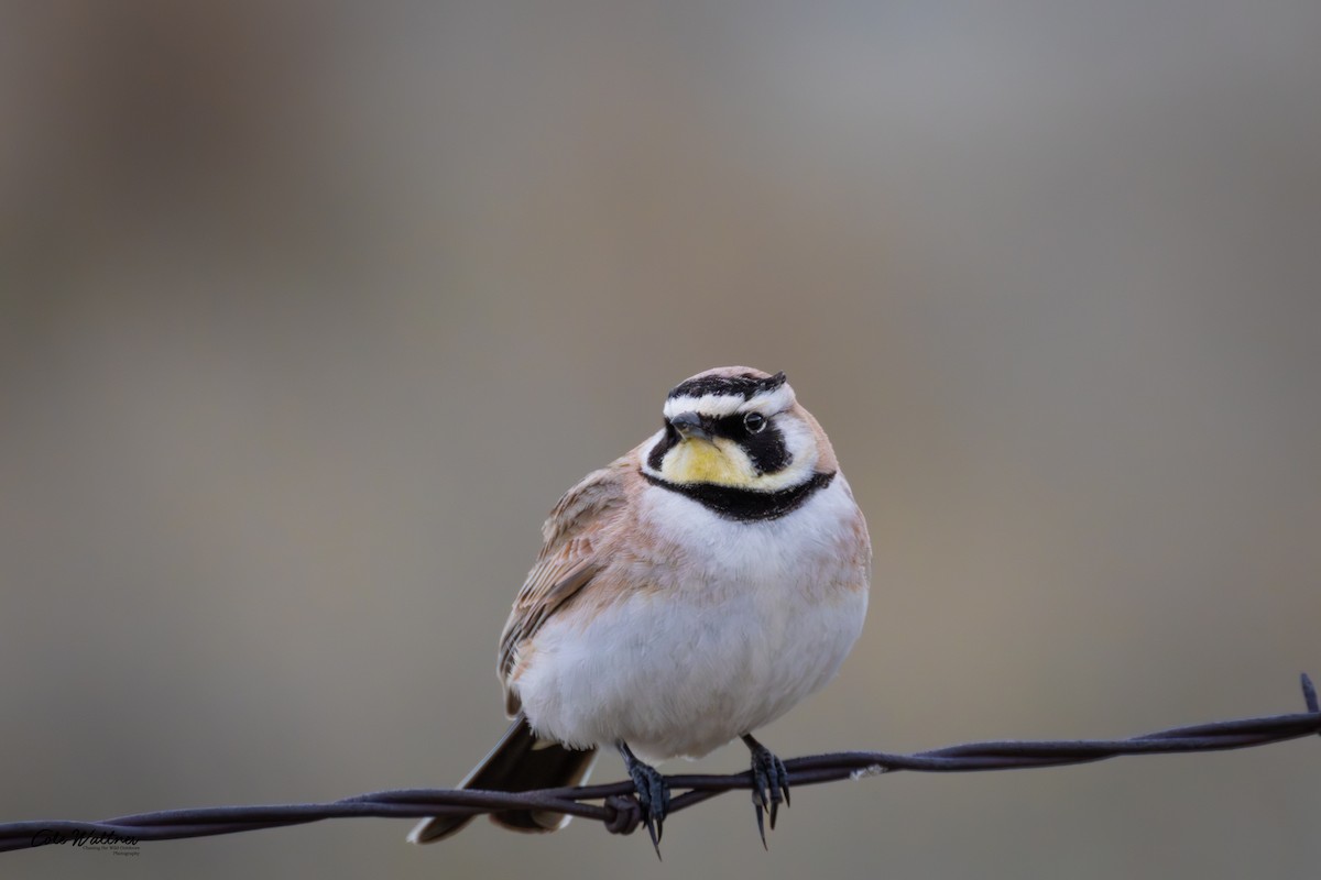 Horned Lark - Cole Waltner