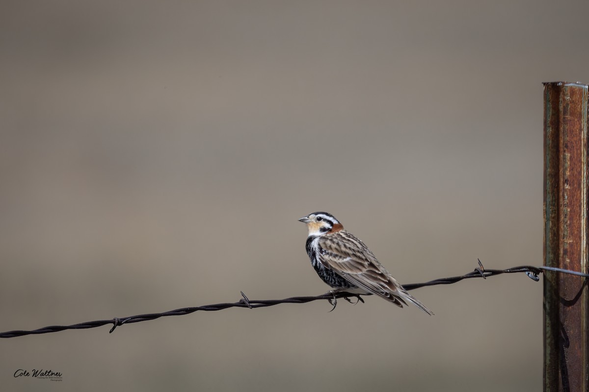 Chestnut-collared Longspur - ML561491711