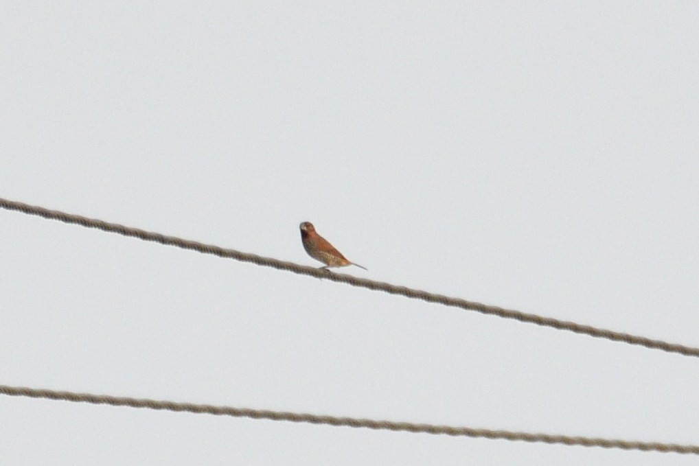 Scaly-breasted Munia - H Nambiar