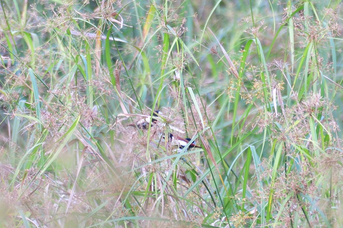 Tricolored Munia - ML561492581