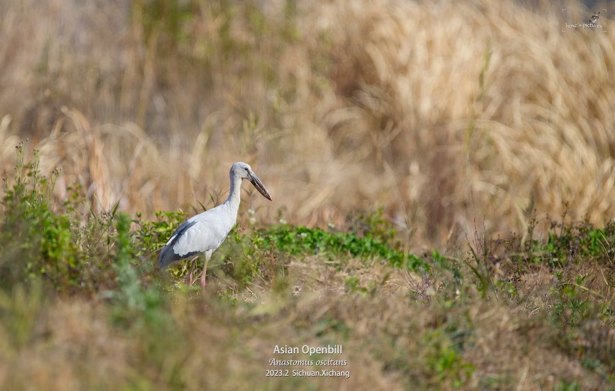 Asian Openbill - ML561492841