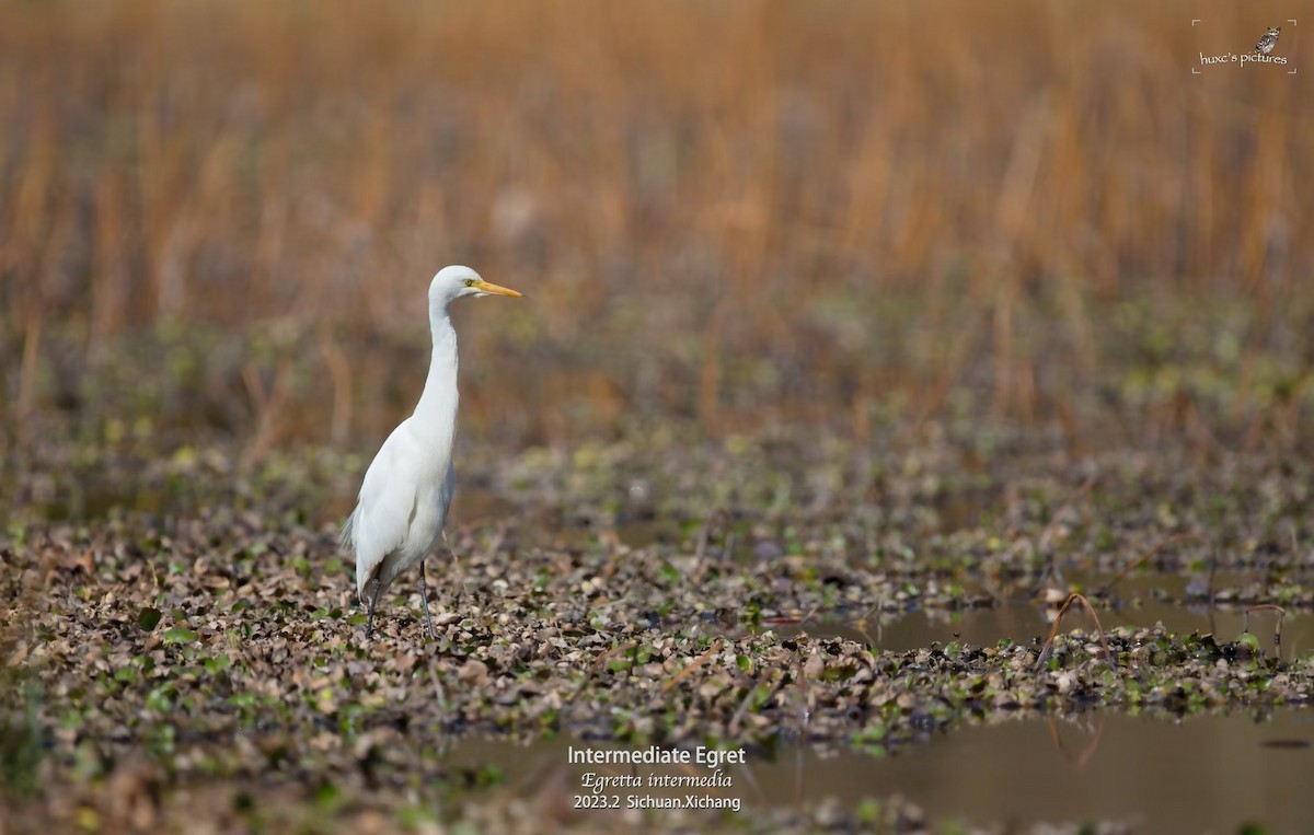 Medium Egret - ML561492851