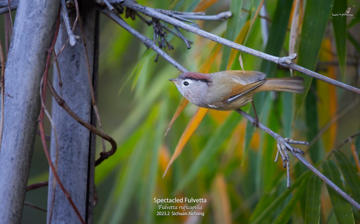 Spectacled Fulvetta - ML561492871