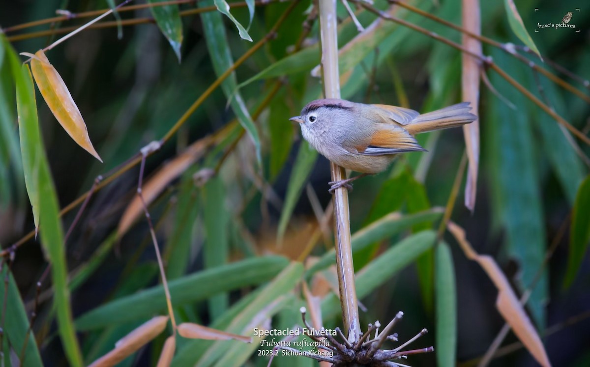Spectacled Fulvetta - ML561492881