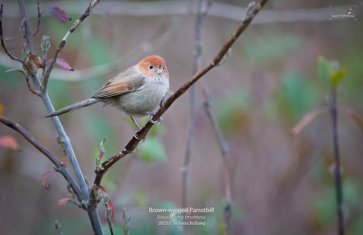 Eye-ringed Parrotbill - ML561492911