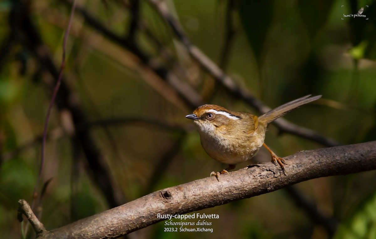 Rusty-capped Fulvetta - ML561492941