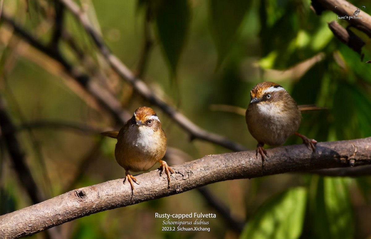 Rusty-capped Fulvetta - ML561492951