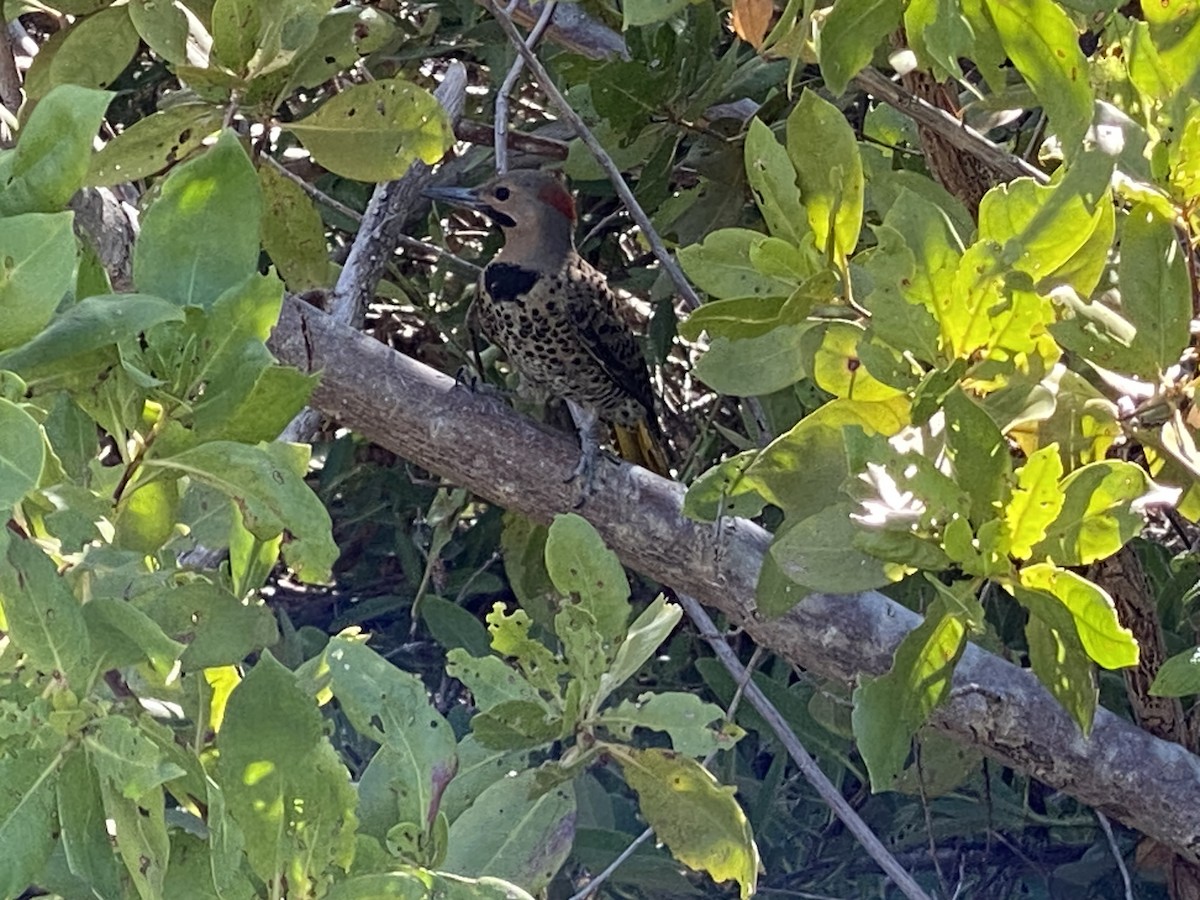 Northern Flicker - ML561493061