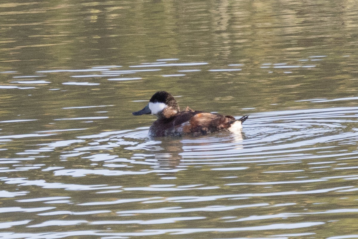 Ruddy Duck - ML561493181
