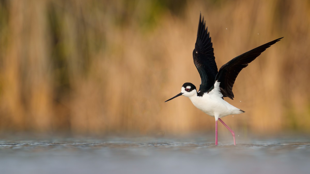 Black-necked Stilt (Black-necked) - Neo Morpheus