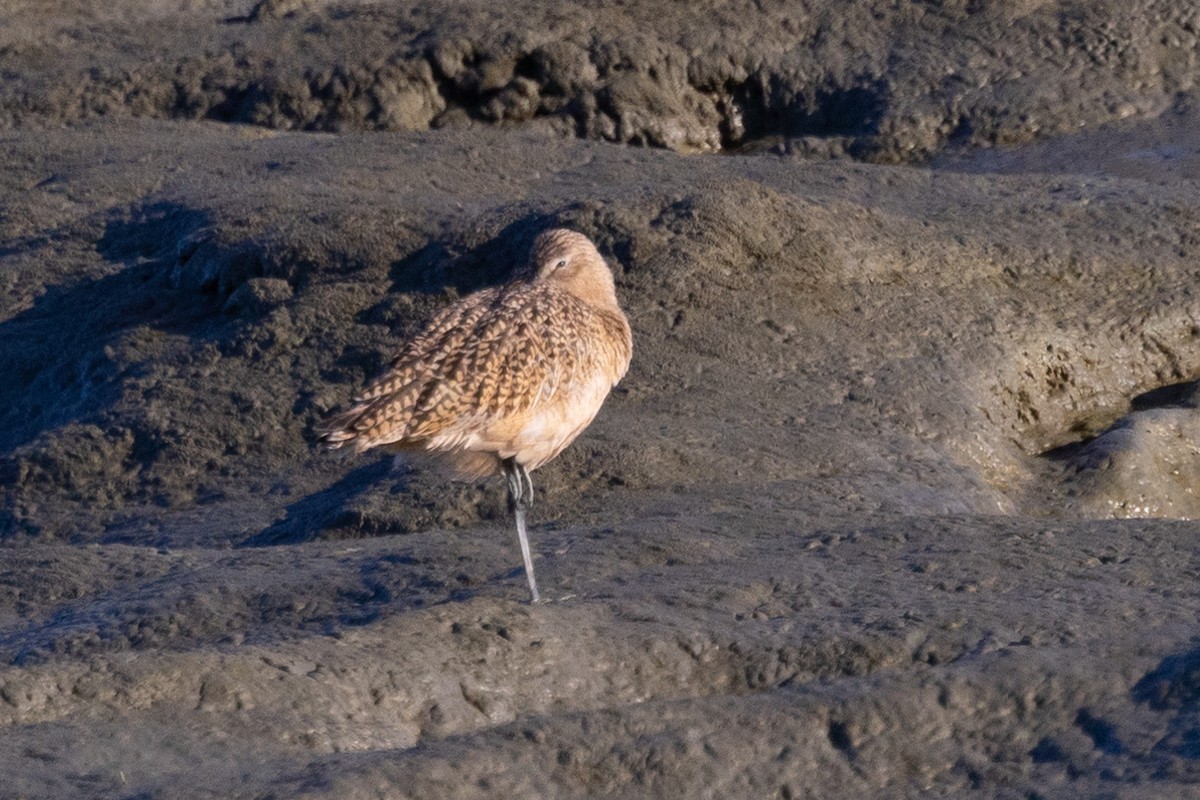 Marbled Godwit - ML561493321