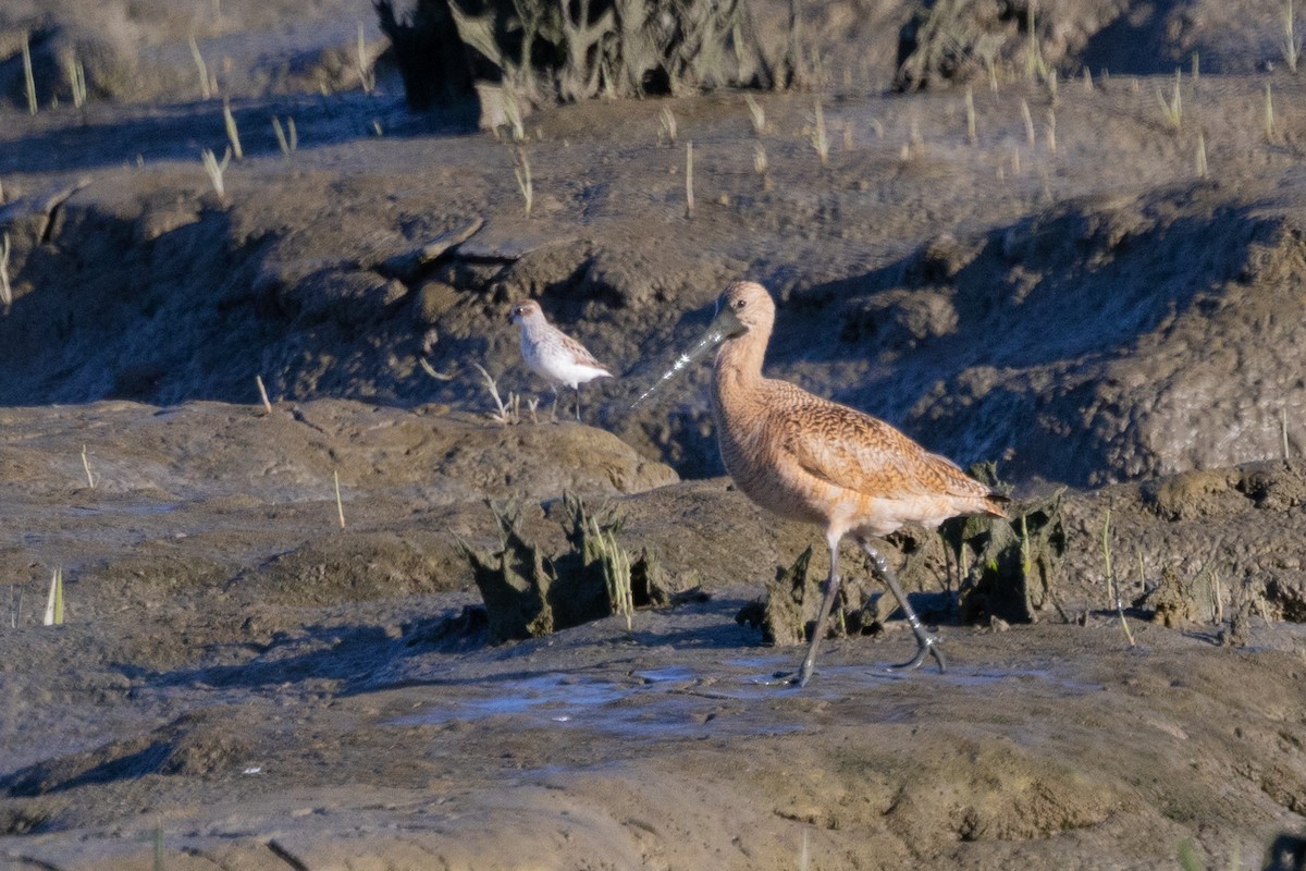 Marbled Godwit - ML561493341