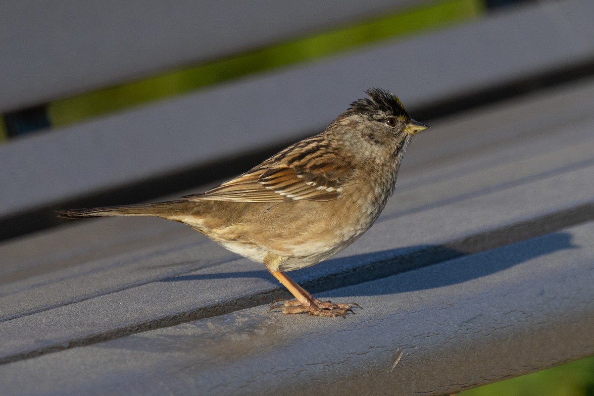 Golden-crowned Sparrow - ML561493611