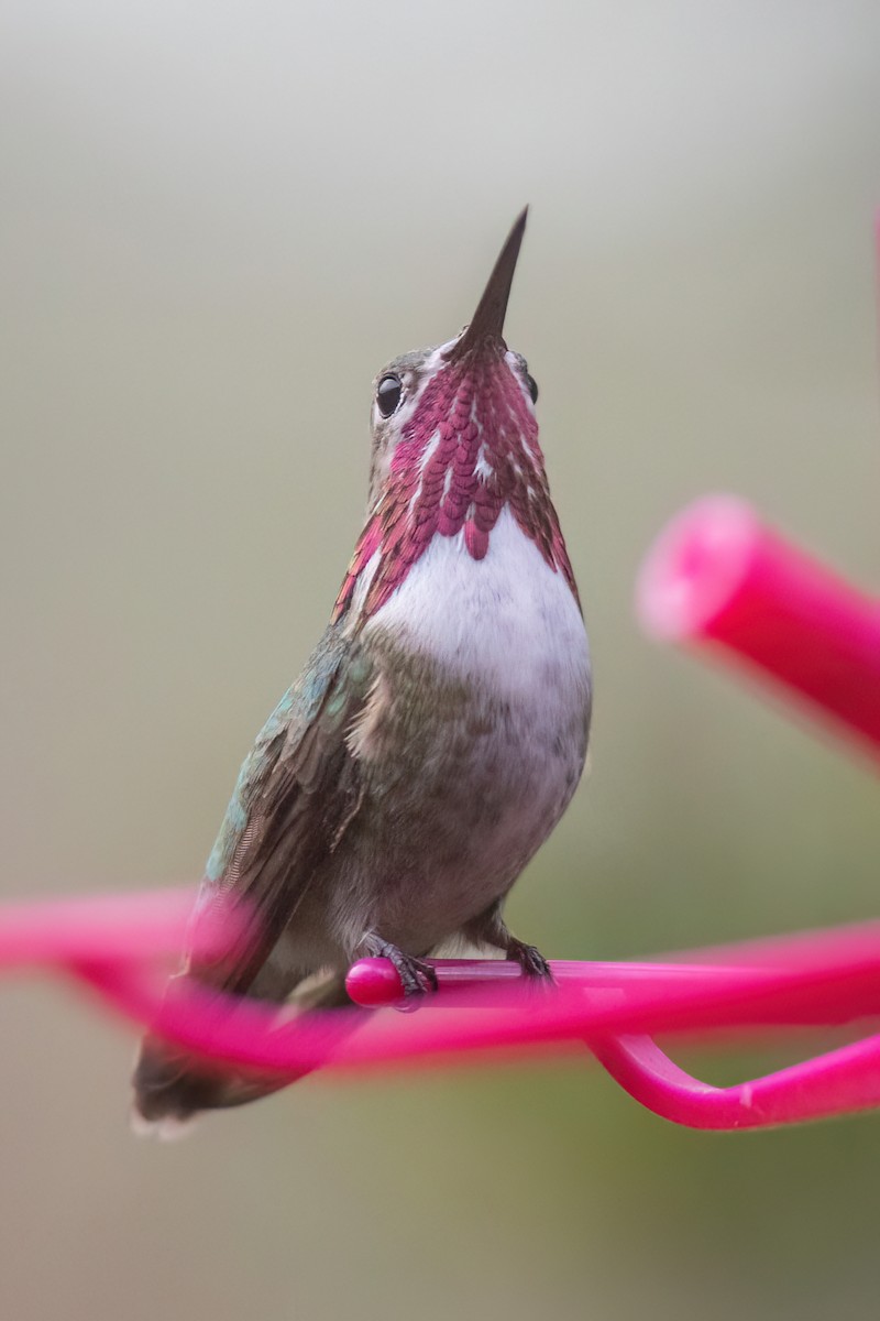 Calliope Hummingbird - ML561494381