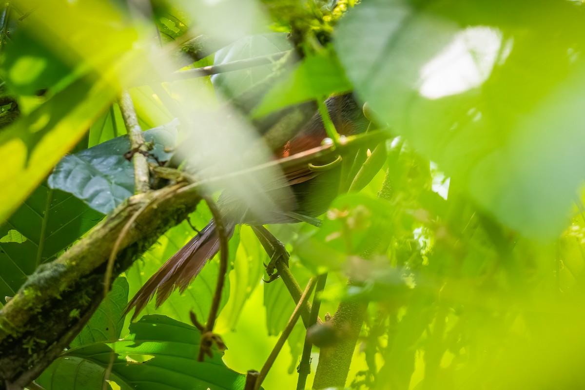 Dusky Spinetail - ML561494691