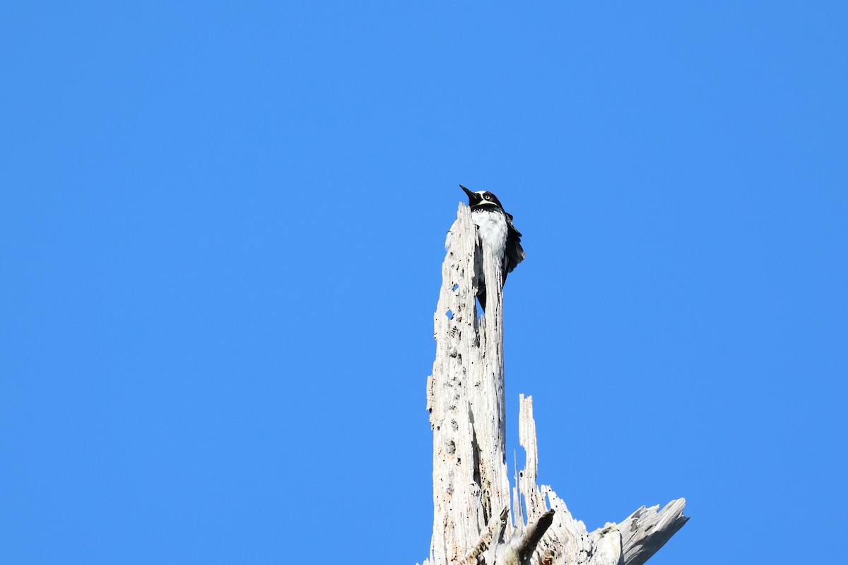 Acorn Woodpecker - ML561494741