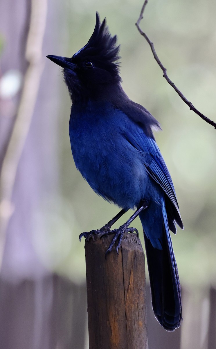 Steller's Jay - ML561494801