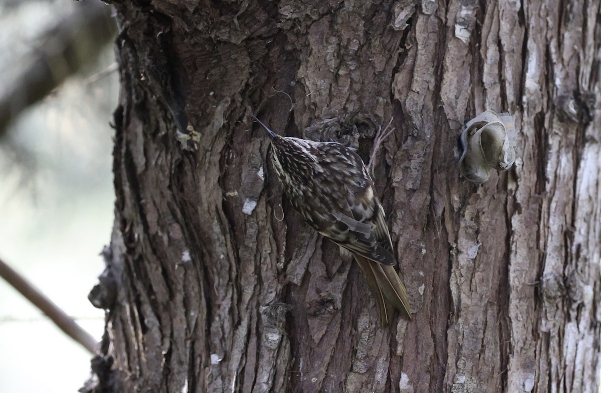 Brown Creeper - ML561494961