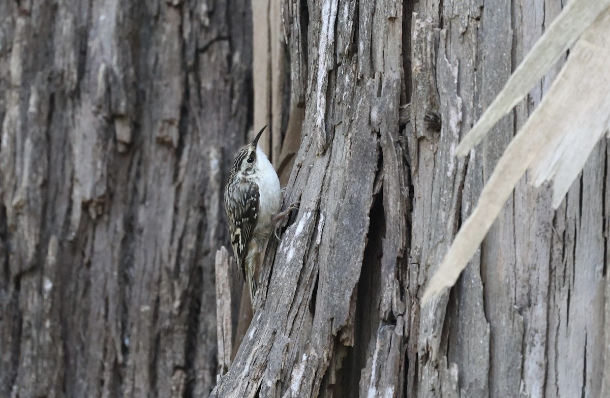 Brown Creeper - ML561494971