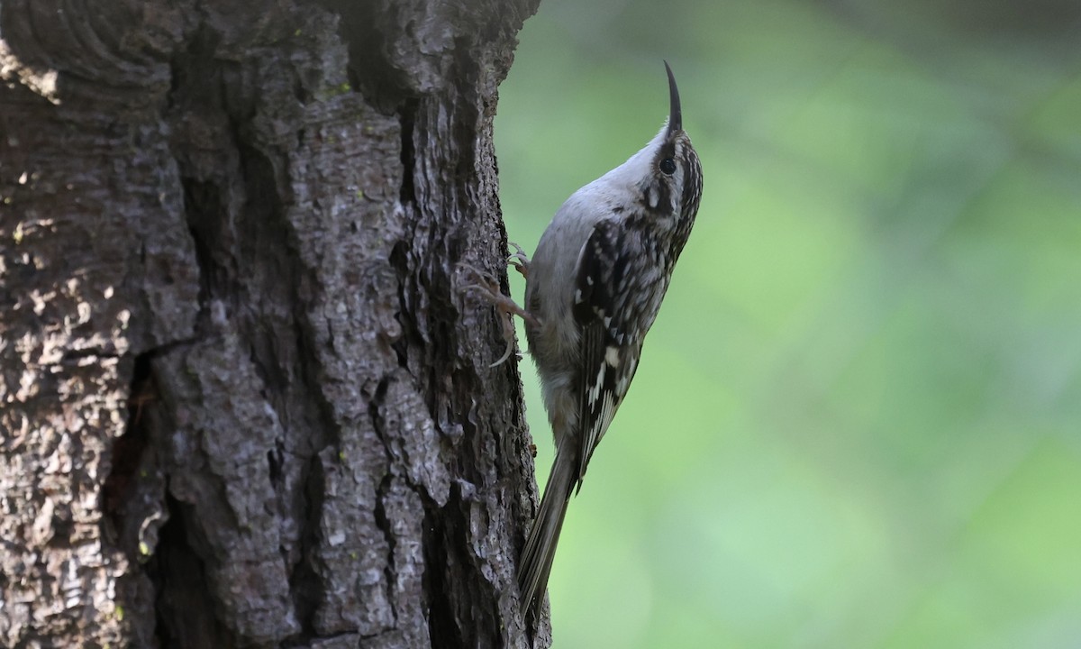 Brown Creeper - ML561494981