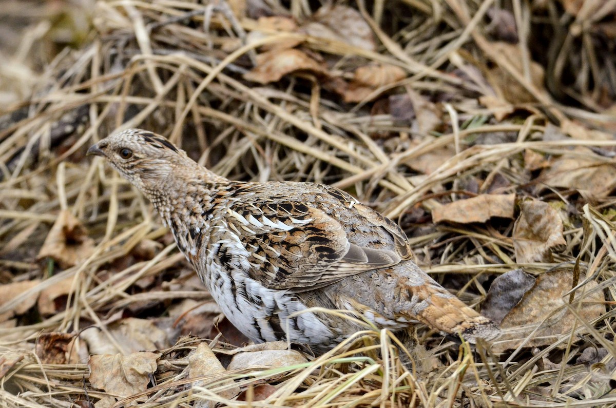 Ruffed Grouse - ML561495441