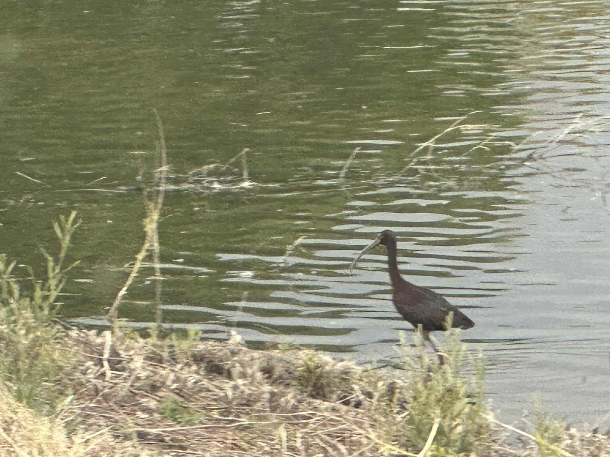 Ibis à face blanche - ML561495941