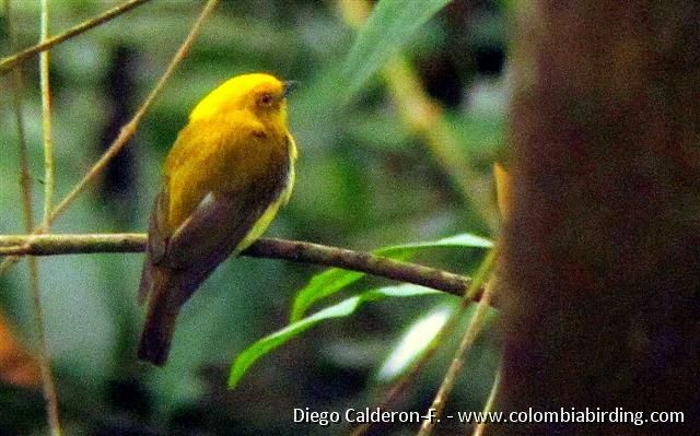 Yellow-headed Manakin - ML56149601