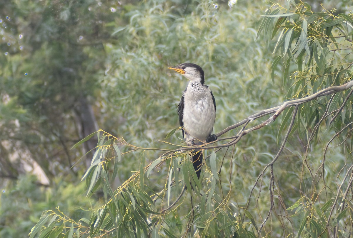 Little Pied Cormorant - ML561496151