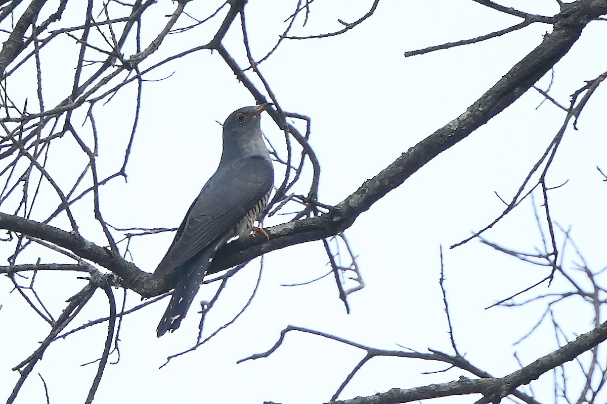 Himalayan Cuckoo - ML561496161