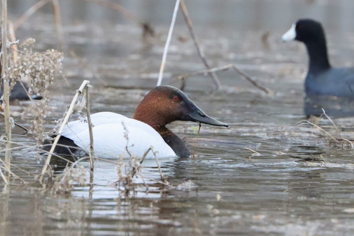 Canvasback - Adeline Dauer