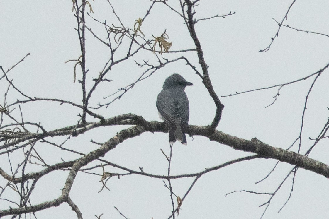 Large Cuckooshrike - ML561496321