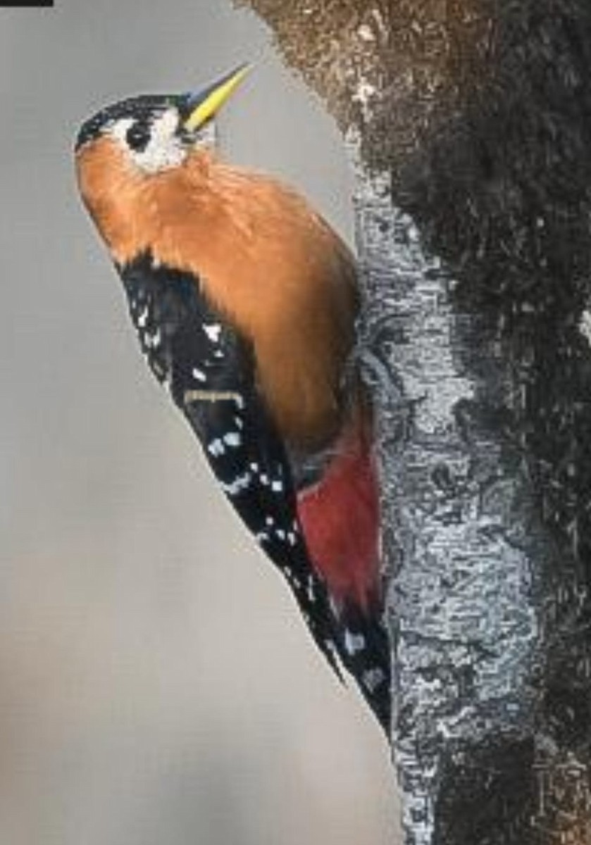 Rufous-bellied Woodpecker - ML561497261