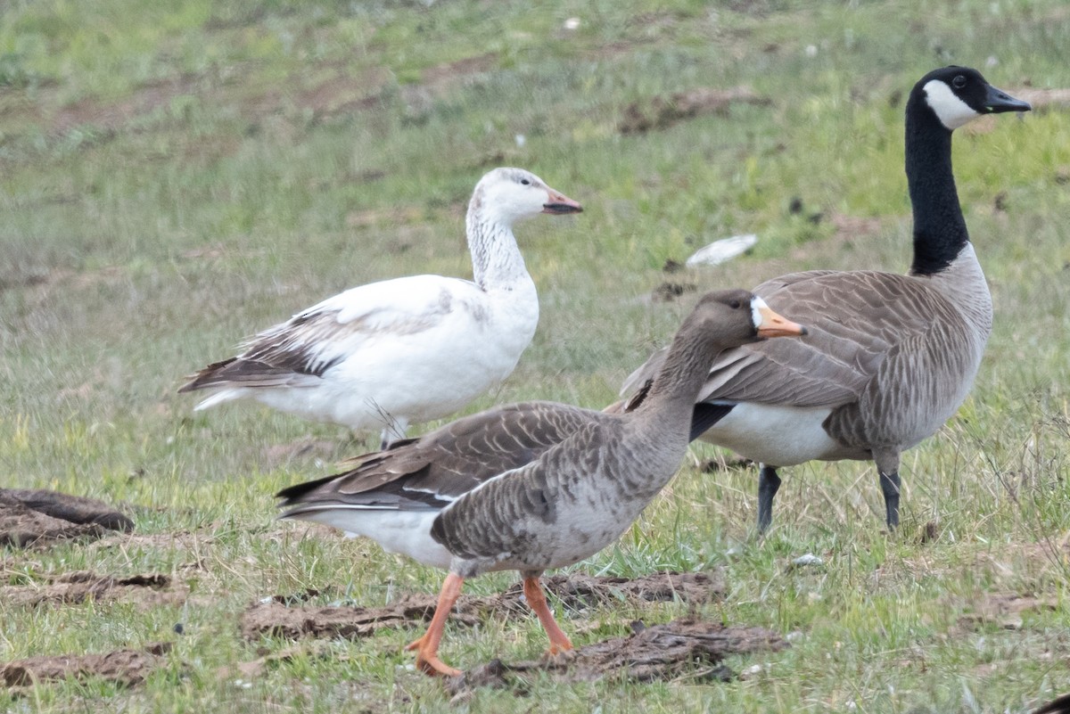 Snow Goose - ML561497631