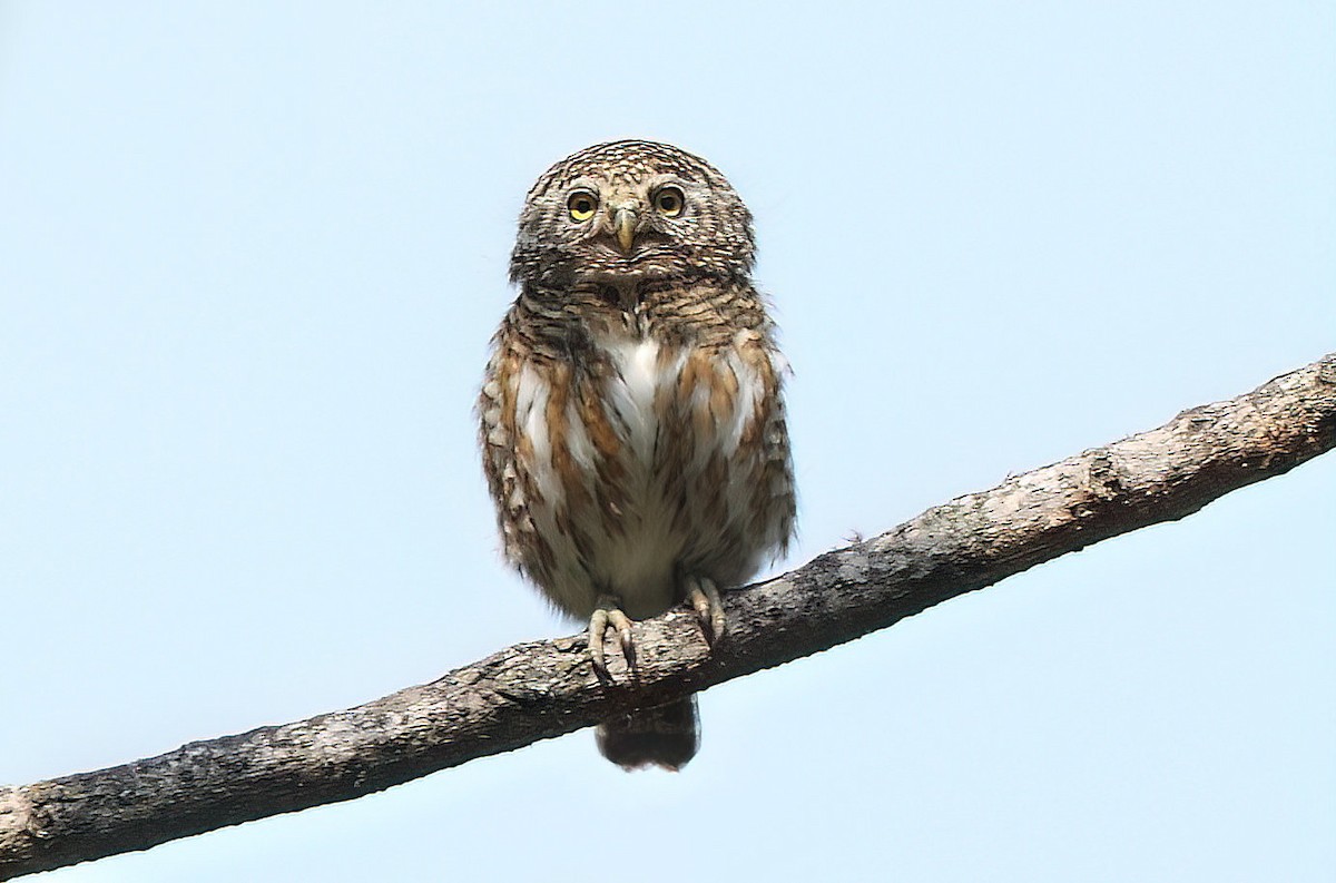 Collared Owlet - ML561497711