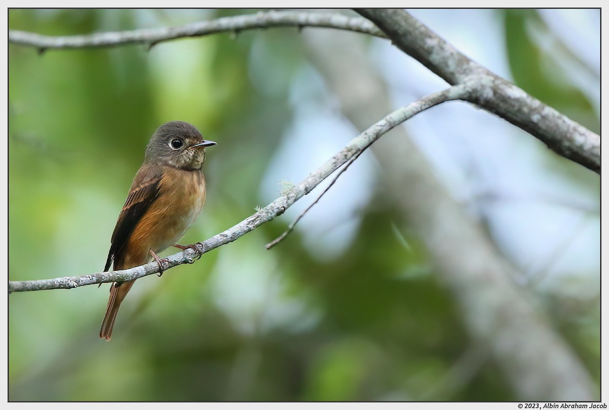 Ferruginous Flycatcher - ML561497791