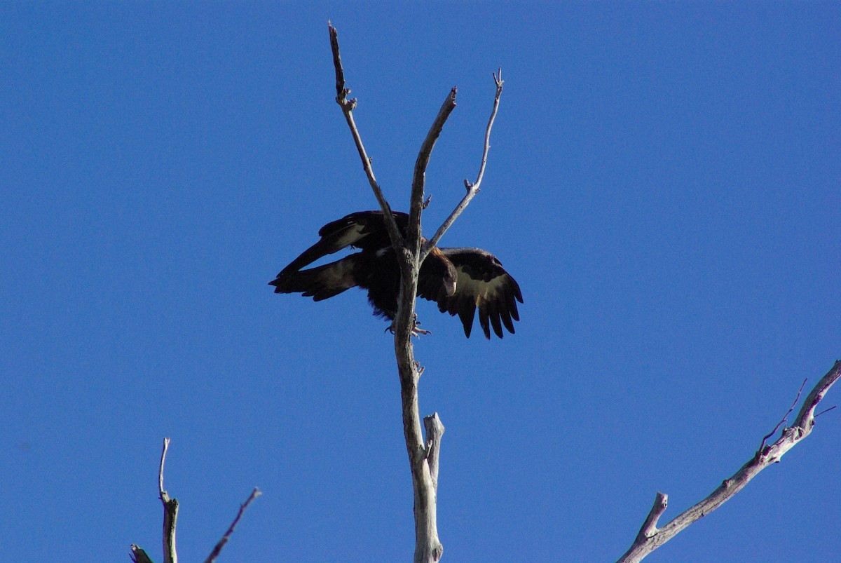 Wedge-tailed Eagle - Richard Harris