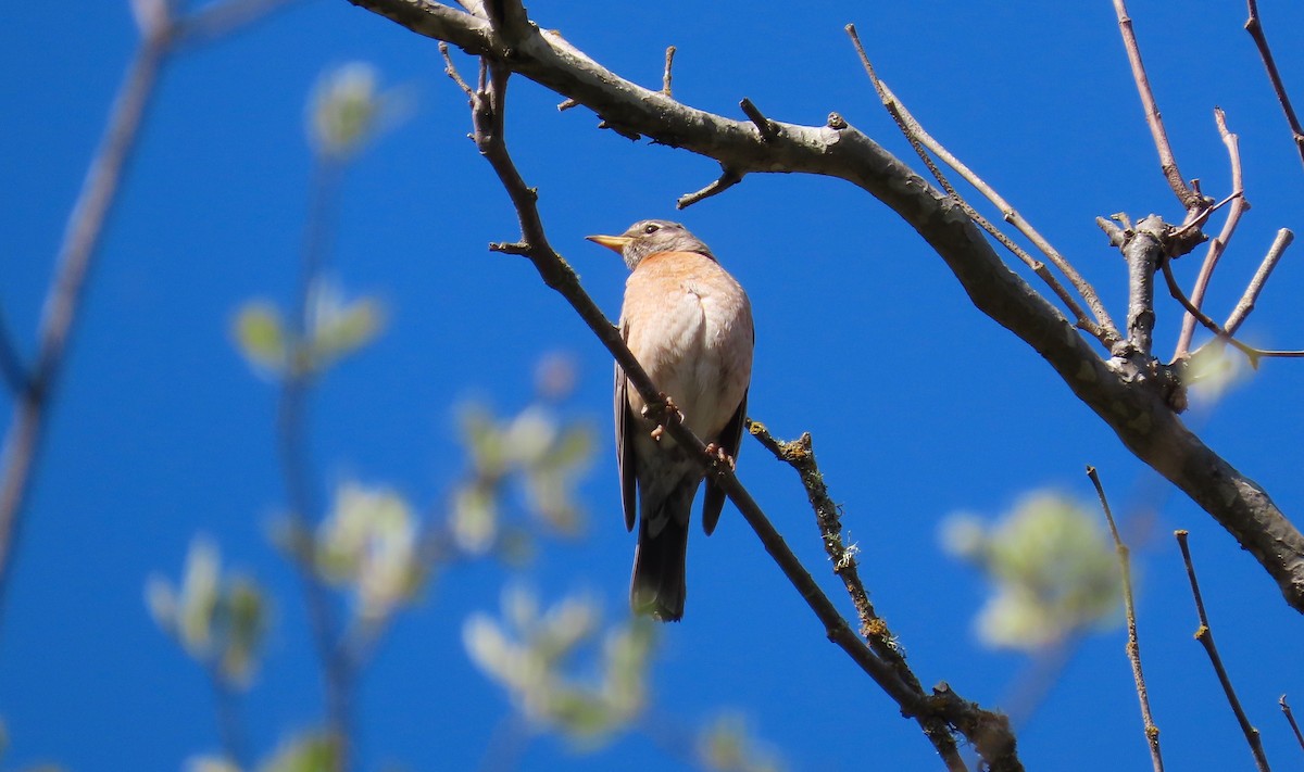 American Robin - ML561498171