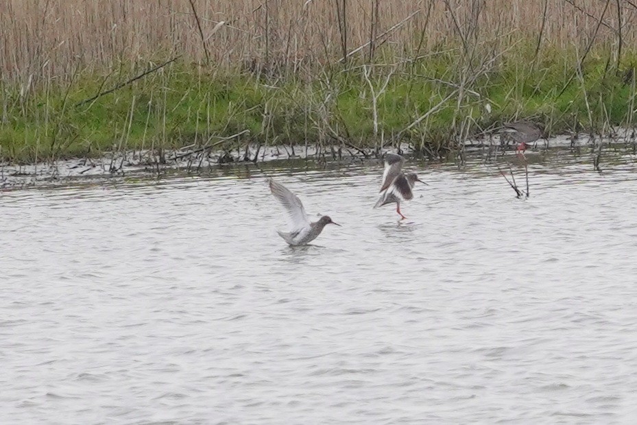 Common Redshank - ML561498691