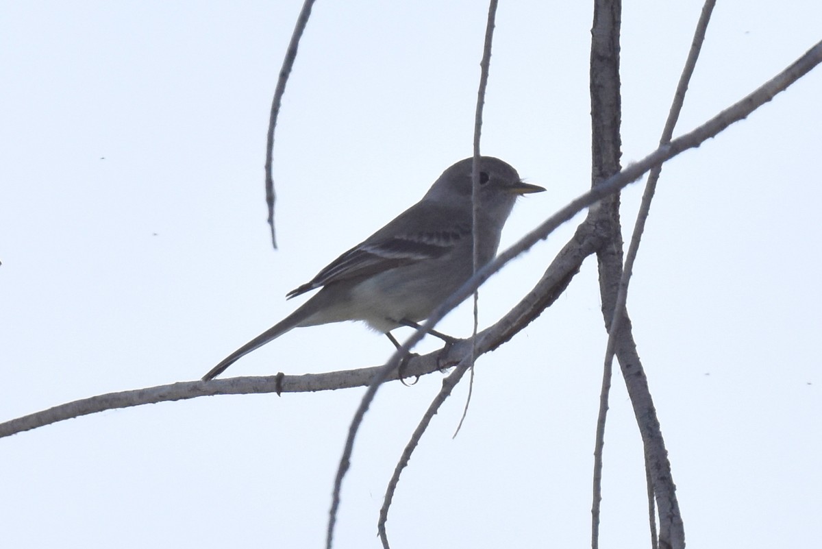 Gray Flycatcher - ML561499041