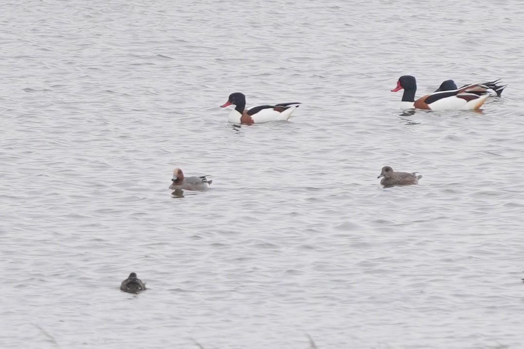 Common Shelduck - ML561499291