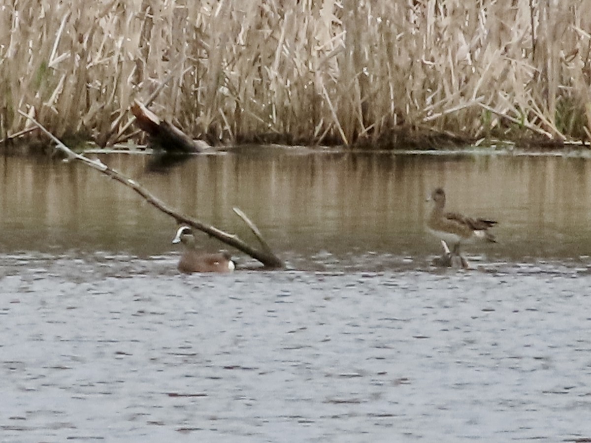 American Wigeon - ML561499621