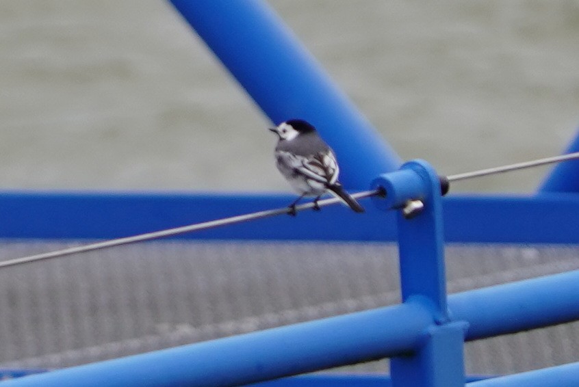 White Wagtail - Richard Maarschall