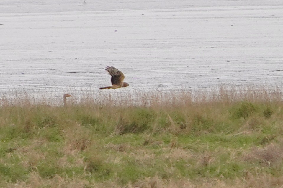 Hen Harrier - ML561500391